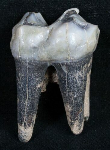 Rooted Fossil Tapir Tooth - Florida #9957